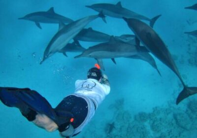 Sataya Reef – Dolphin House