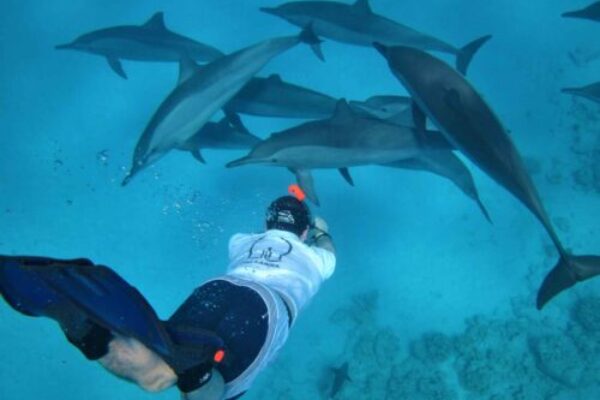 Sataya Reef – Dolphin House