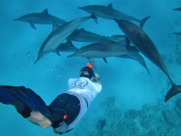Sataya Reef – Dolphin House