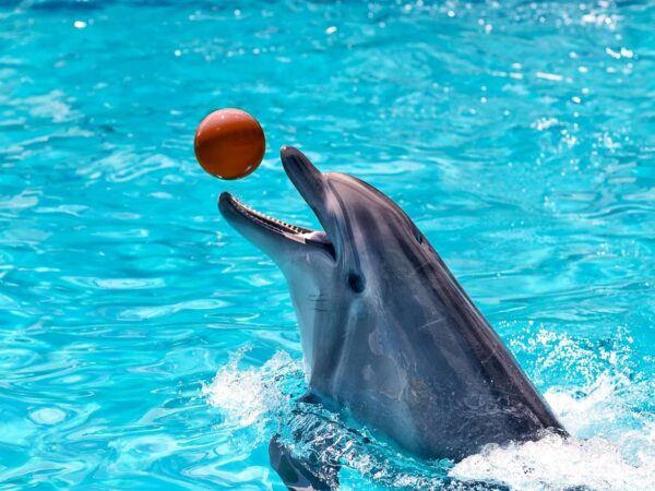 Dolphin show
